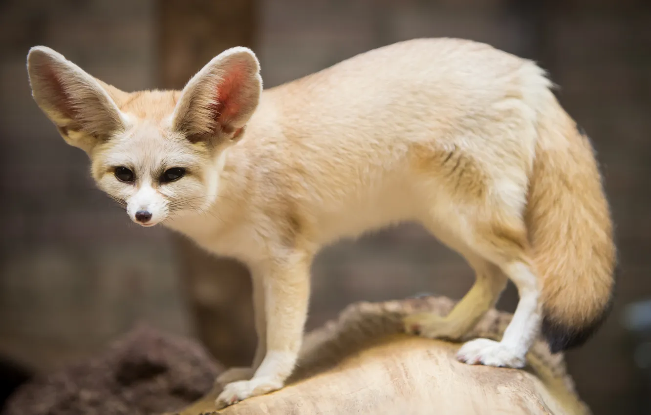 Photo wallpaper Fox, Fox, Fenech