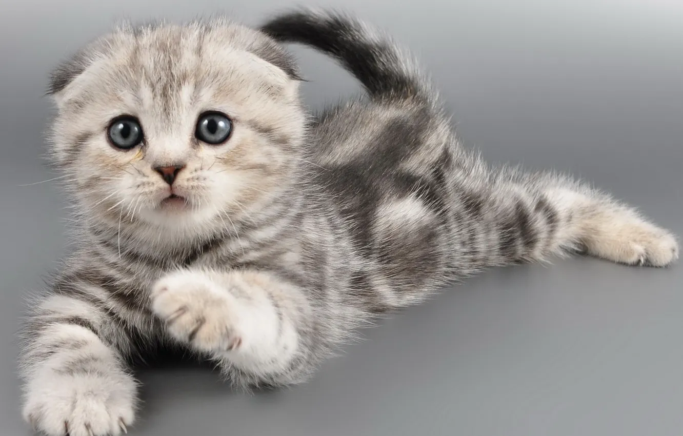 Photo wallpaper cat, look, background