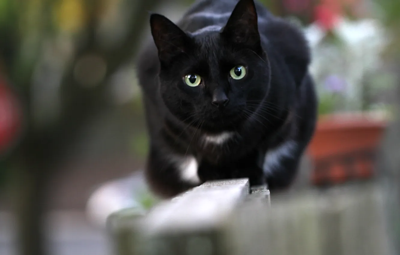 Photo wallpaper eyes, cat, look, black, Koshak