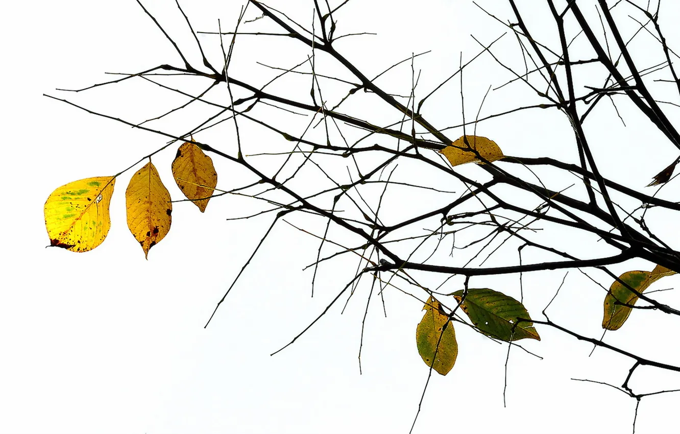 Photo wallpaper autumn, leaves, nature