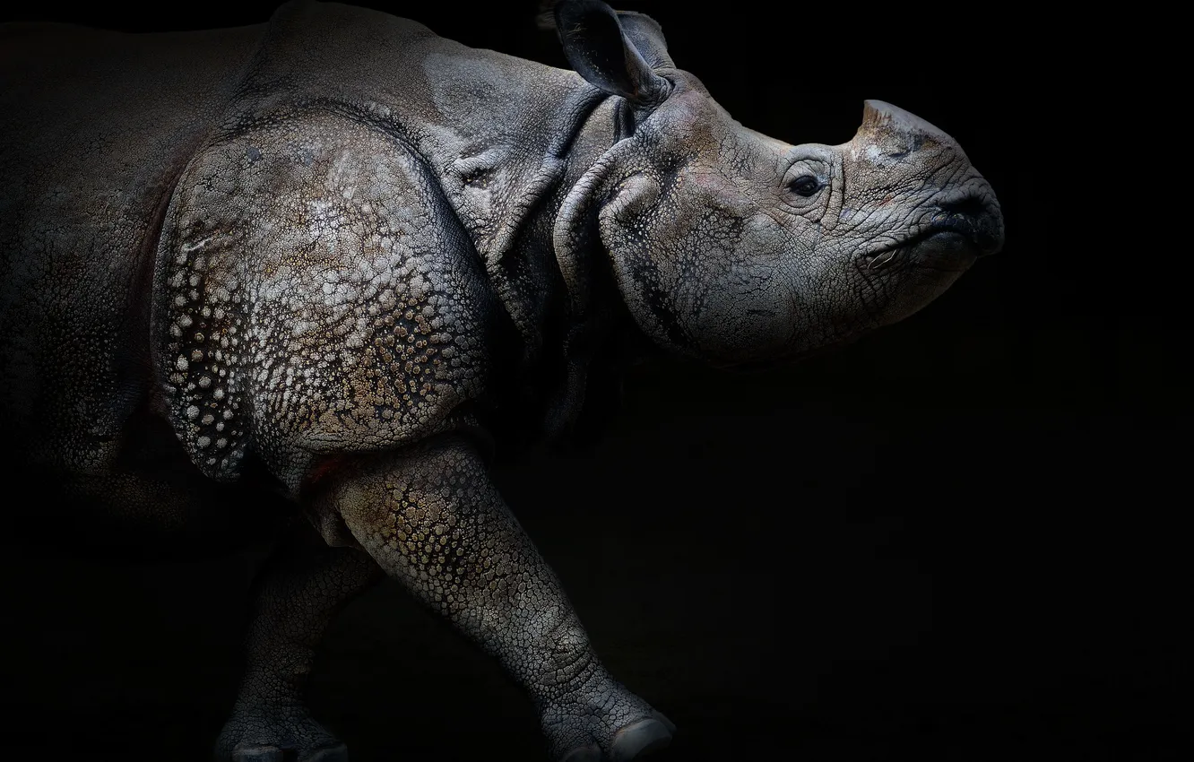 Photo wallpaper nature, background, Rhino