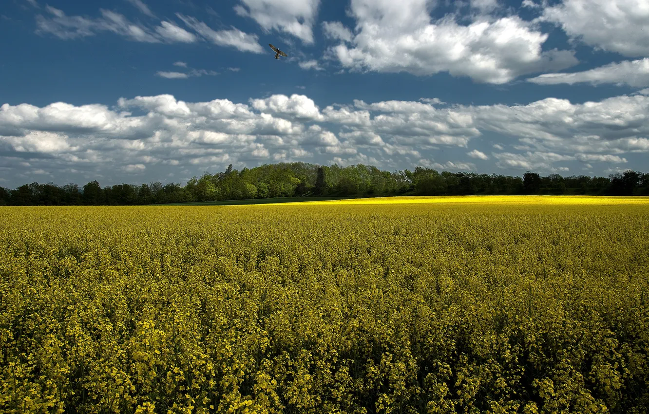 Photo wallpaper field, clouds, rape