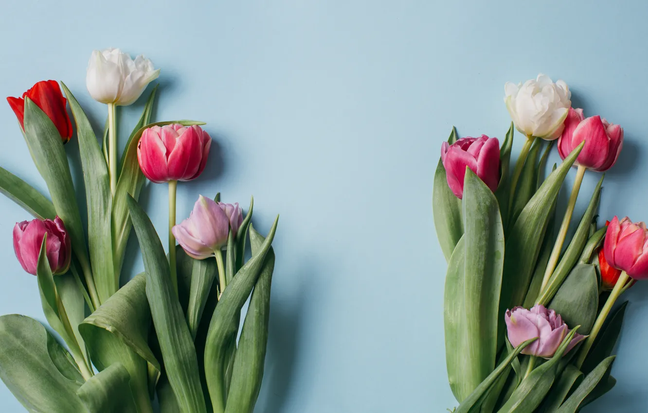 Photo wallpaper flowers, colorful, tulips, pink, white, white, fresh, pink