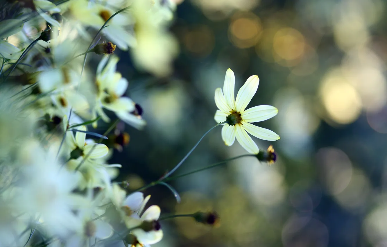 Photo wallpaper white, flower, macro, glare, tenderness, plants