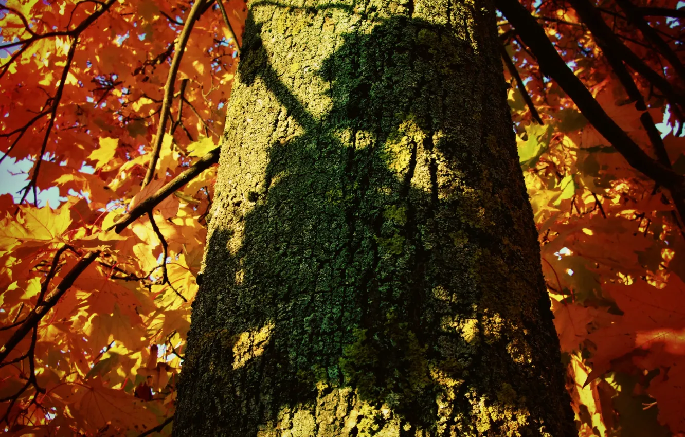 Photo wallpaper autumn, leaves, tree, shadow, trunk, bark, maple