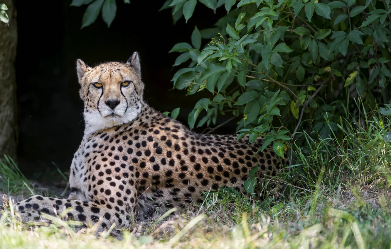 Photo wallpaper cat, Bush, Cheetah, ©Tambako The Jaguar
