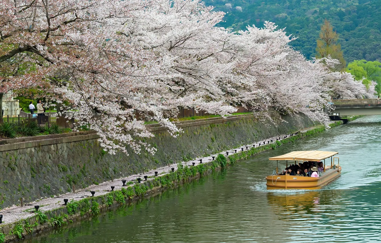 Wallpaper river, spring, Japan, Sakura, channel, pleasure boat for ...