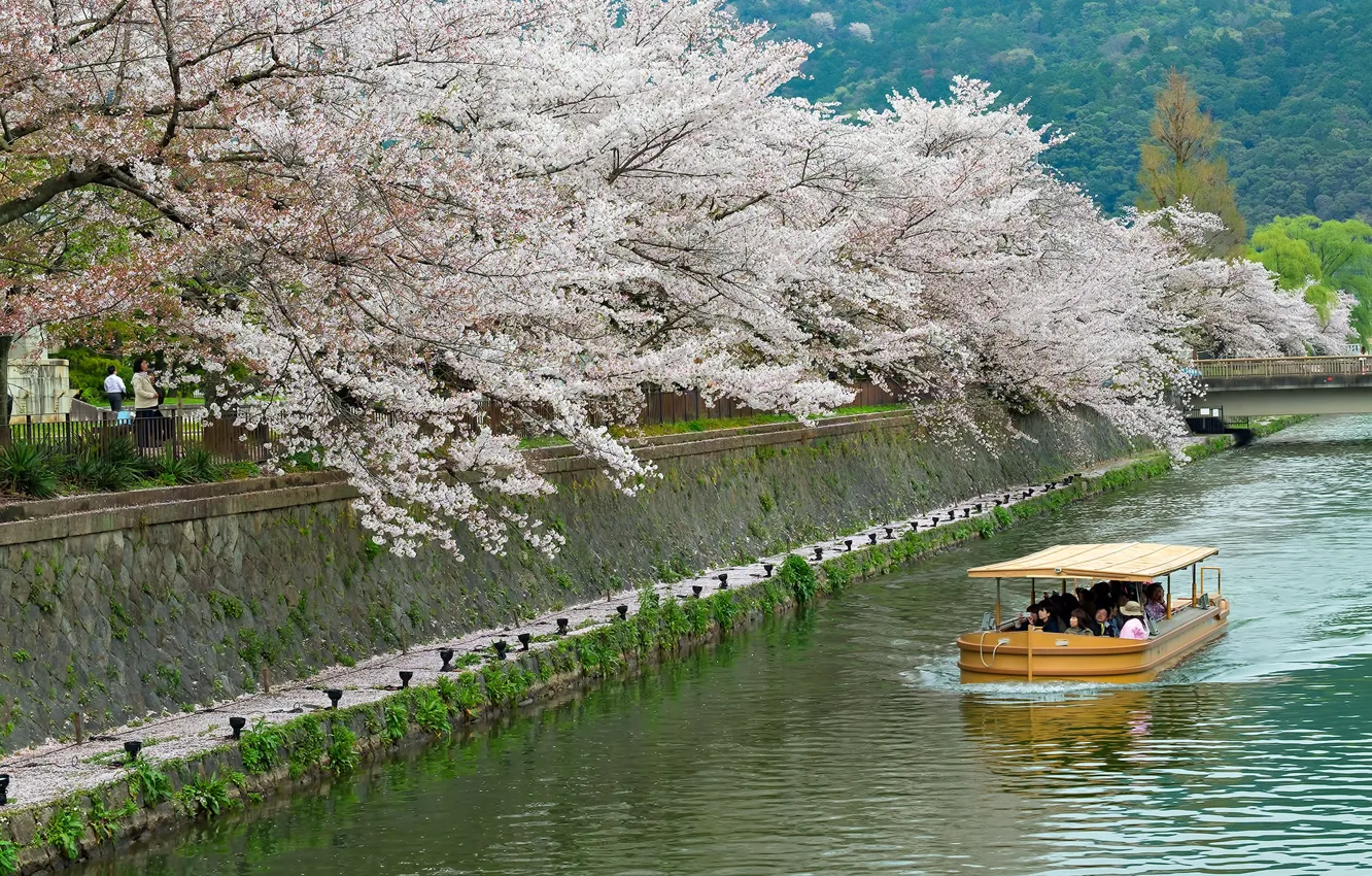 Photo wallpaper river, spring, Japan, Sakura, channel, pleasure boat