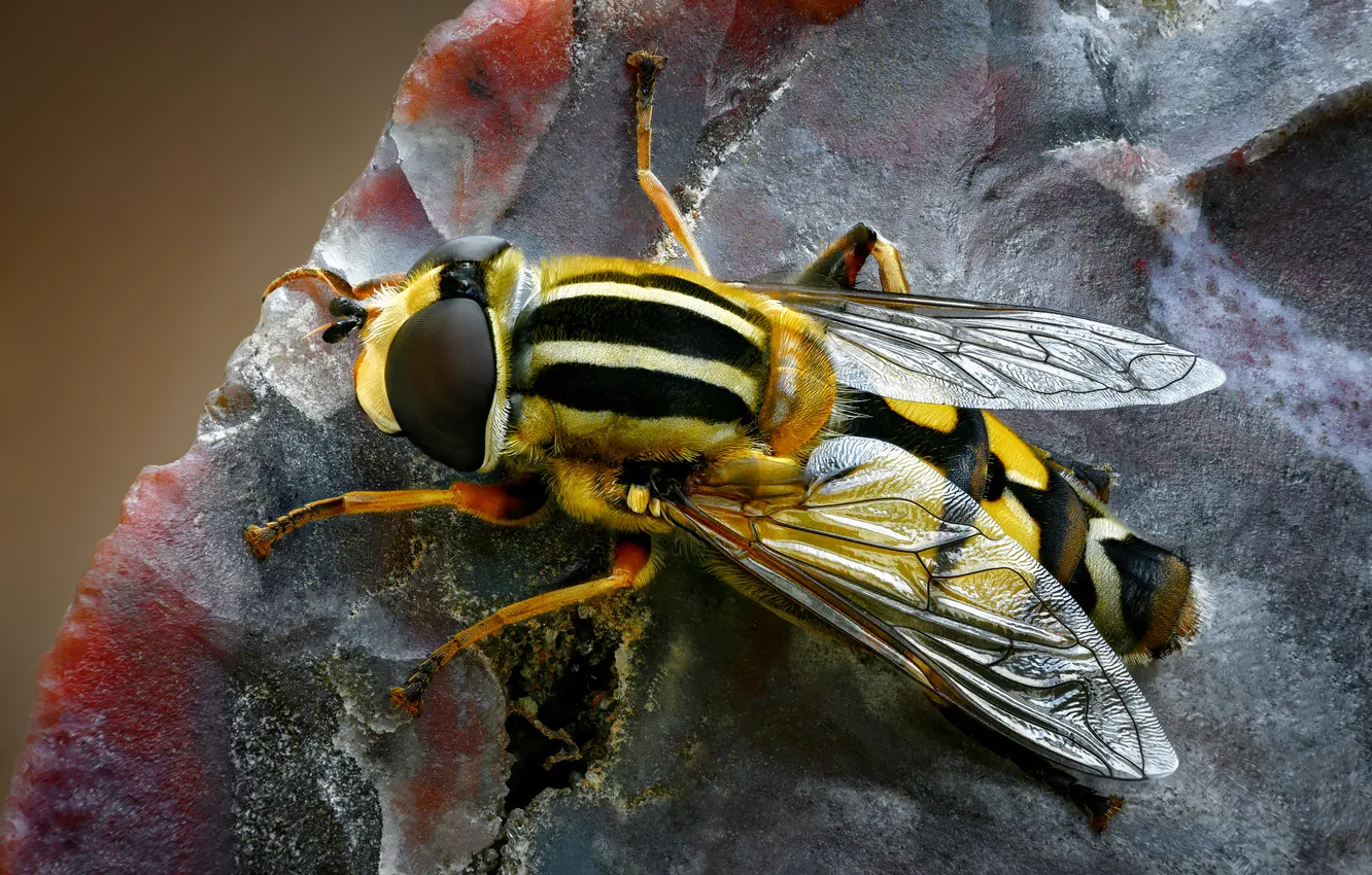 Photo wallpaper colors, black, yellow, wings, insect
