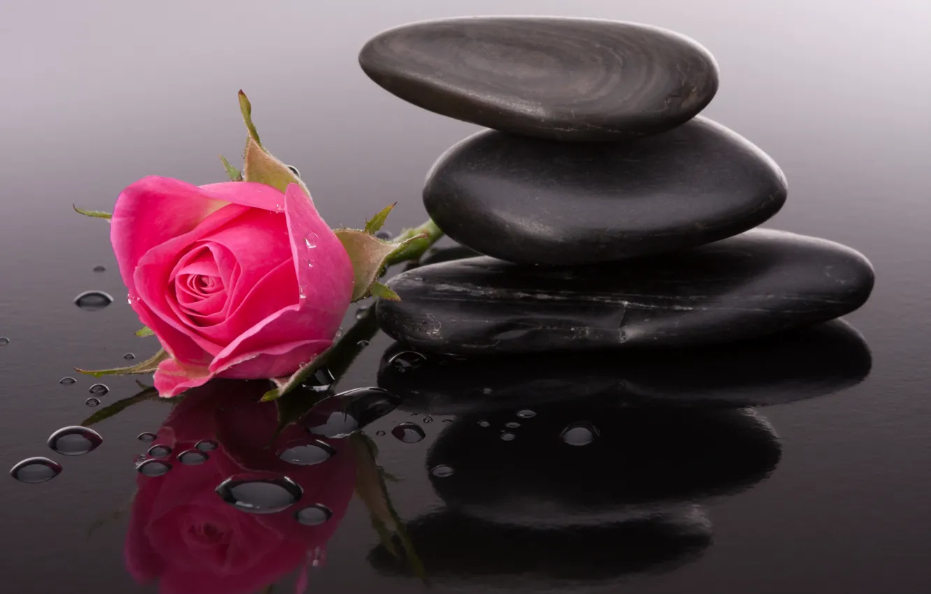 Photo wallpaper flowers, buds, pebbles, pink roses, droplets of water