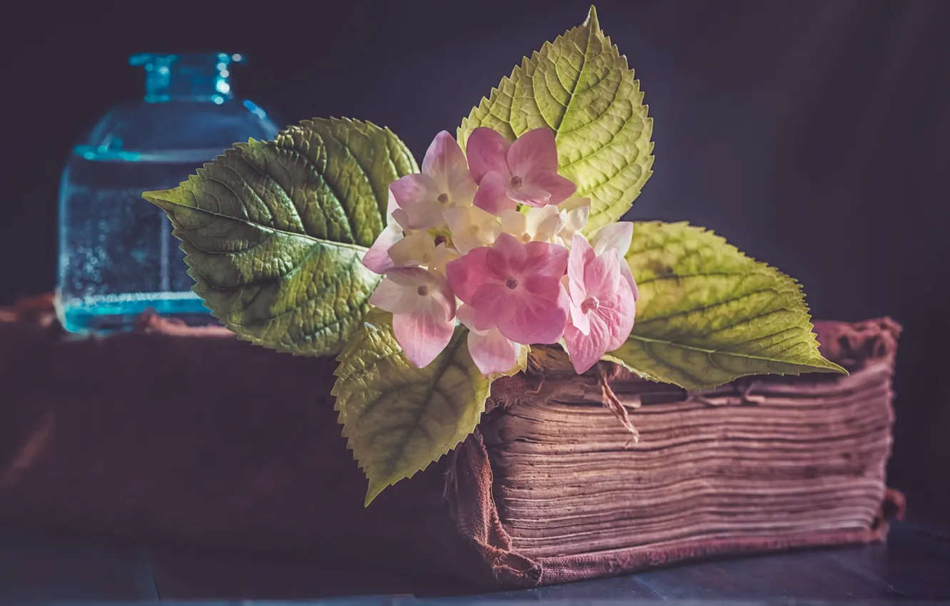 Photo wallpaper flowers, background, book