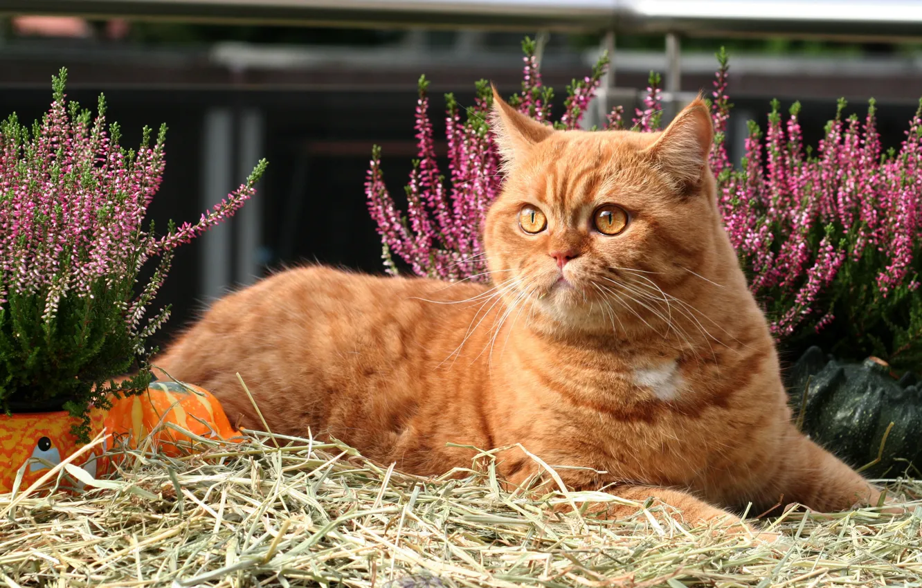 Photo wallpaper cat, cat, flowers, garden, lies, straw, red, Heather