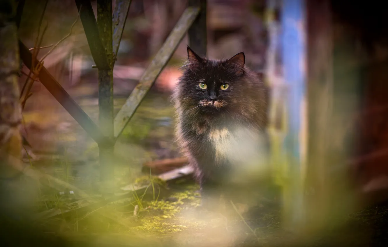 Photo wallpaper cat, cat, look, the fence, blur, spring, garden, yard