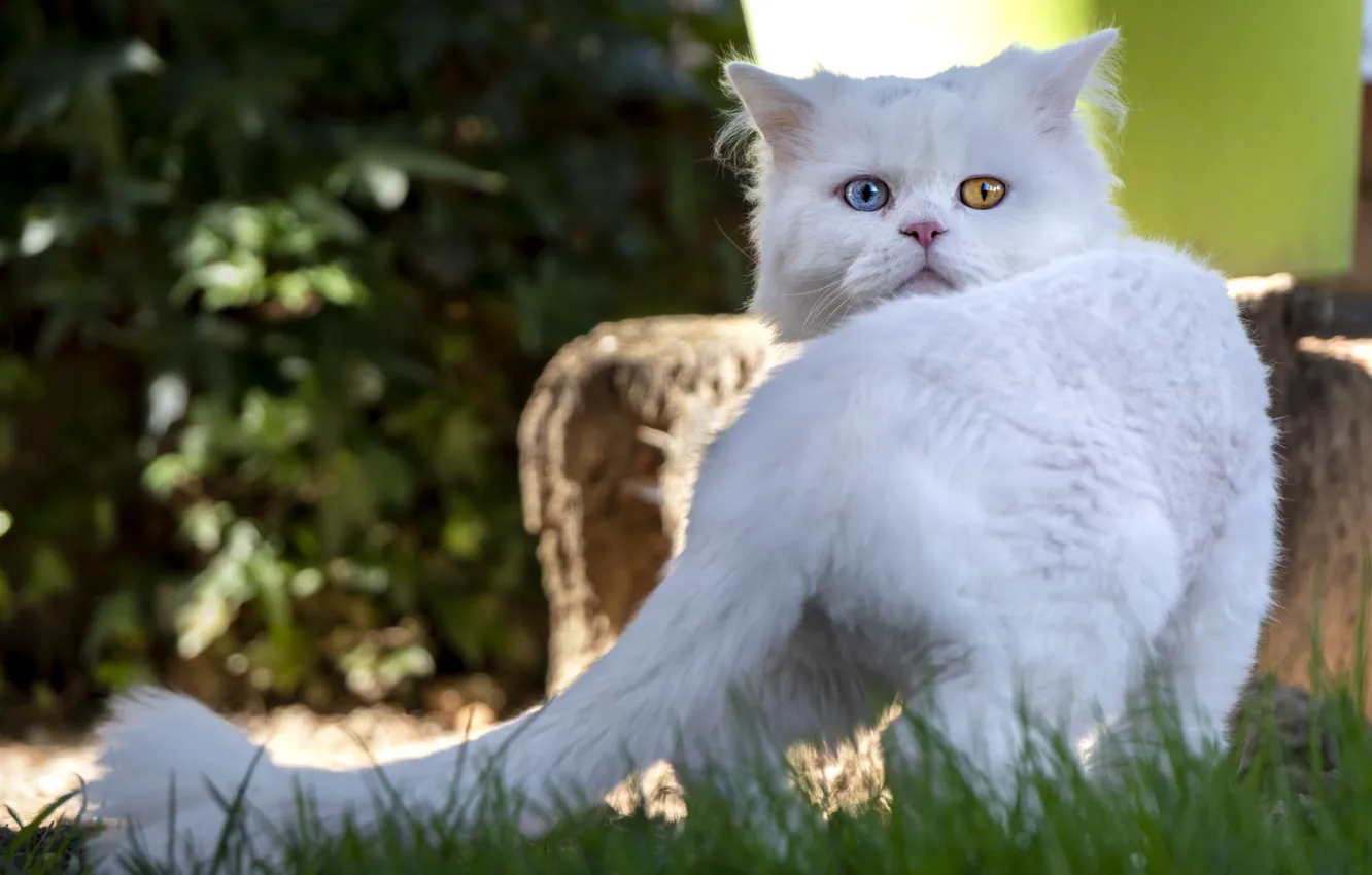 Photo wallpaper cat, white, grass, cat, look, nature, pose, haircut