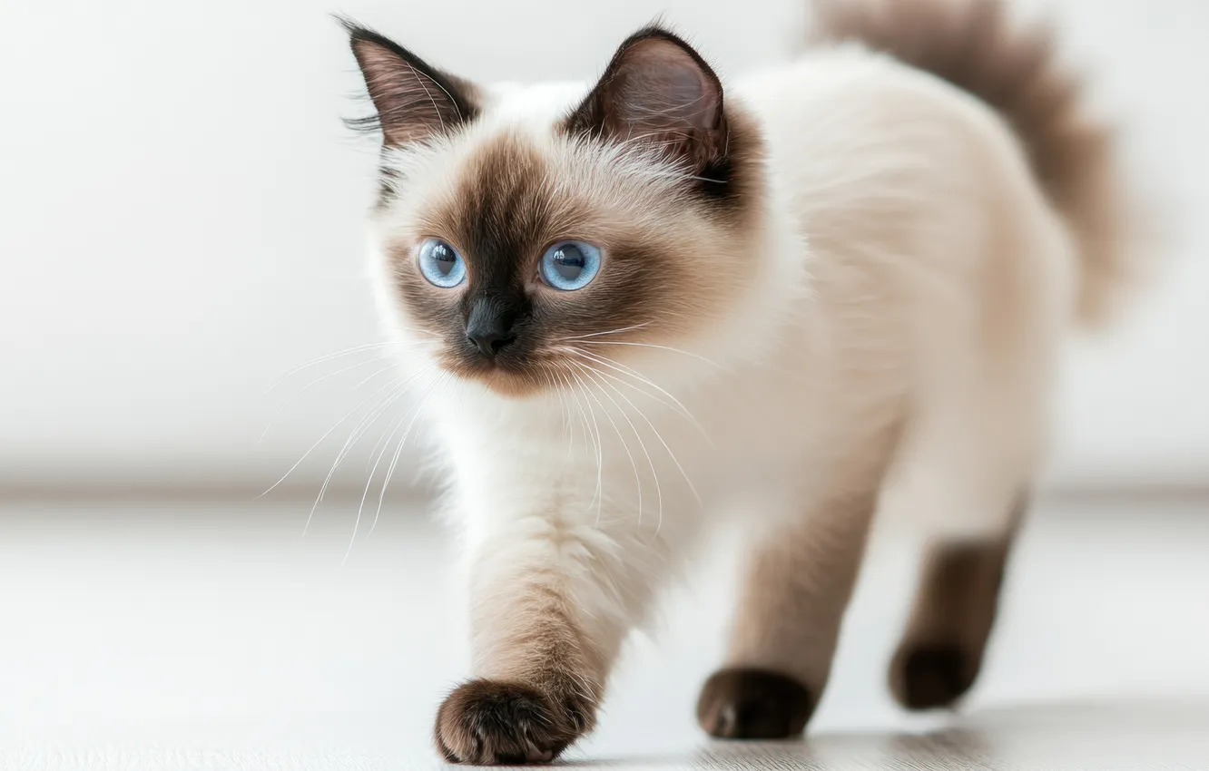 Photo wallpaper cat, look, pose, kitty, blue eyes, face, light background, mark