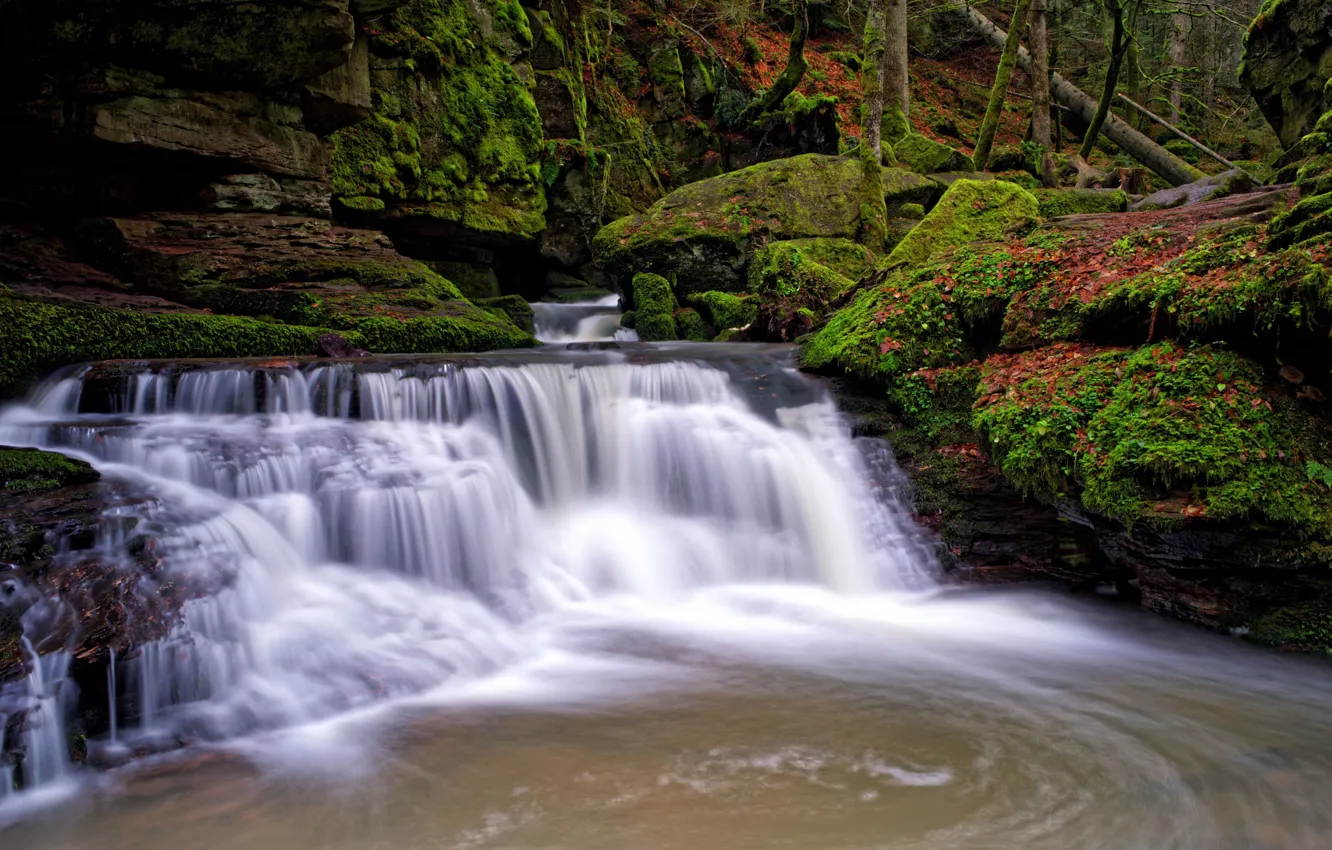 Photo wallpaper forest, nature, waterfall