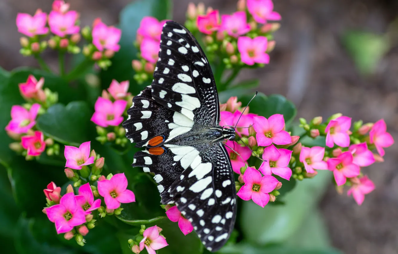 Photo wallpaper macro, flowers, butterfly, pink, spotted