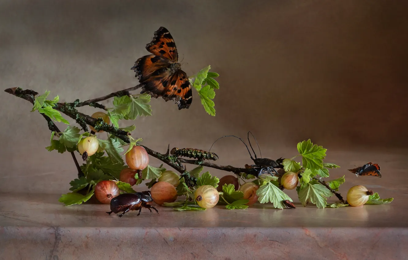 Photo wallpaper branches, table, butterfly, still life, gooseberry