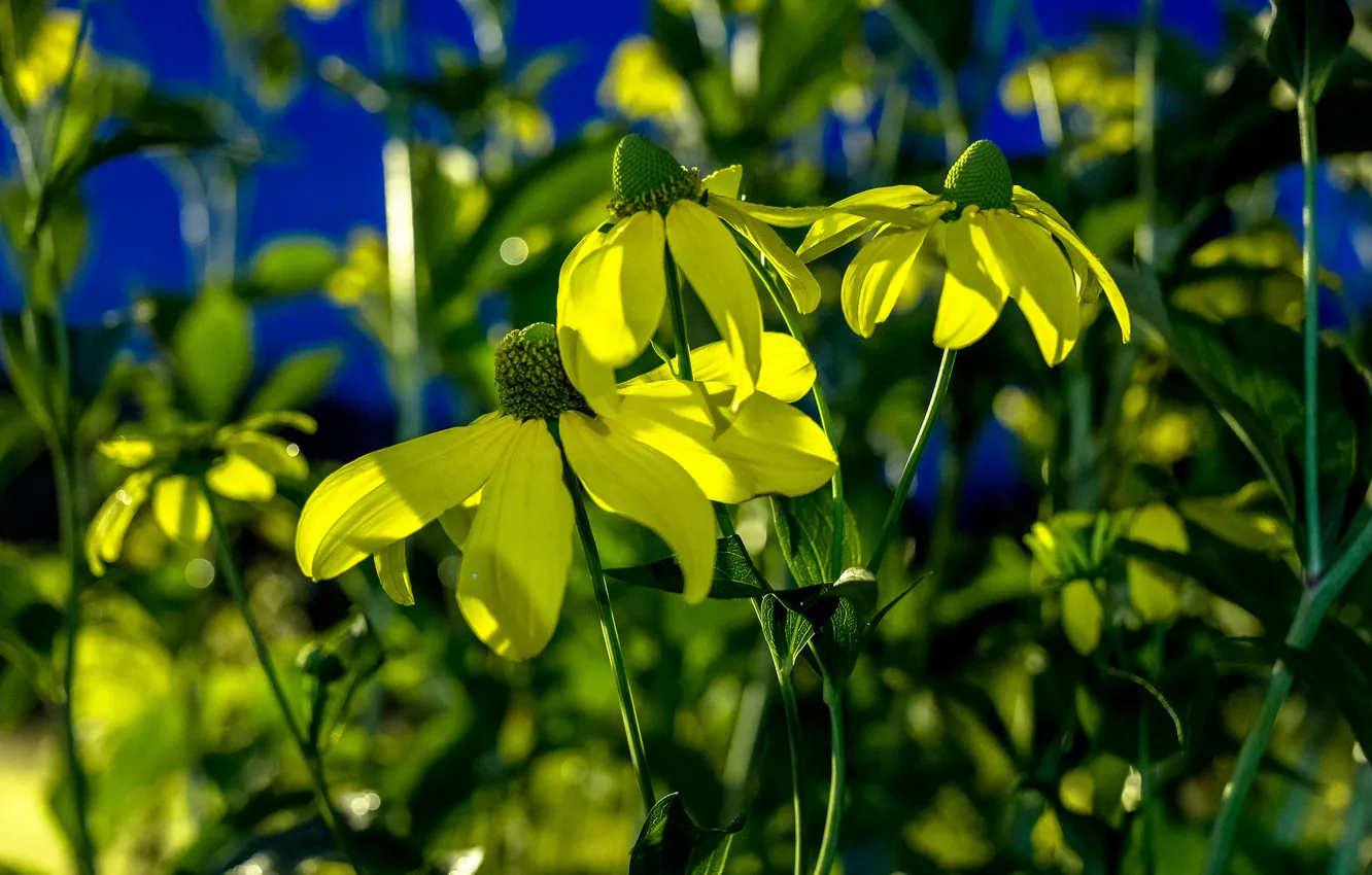 Photo wallpaper the sky, grass, leaves, flowers, texture, petals