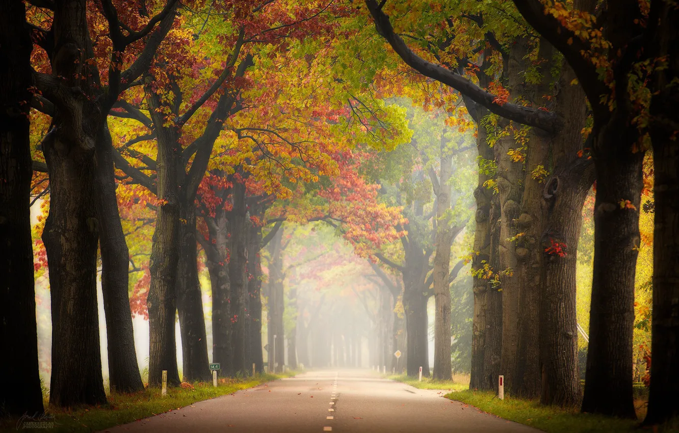 Photo wallpaper road, autumn, fog, perspective