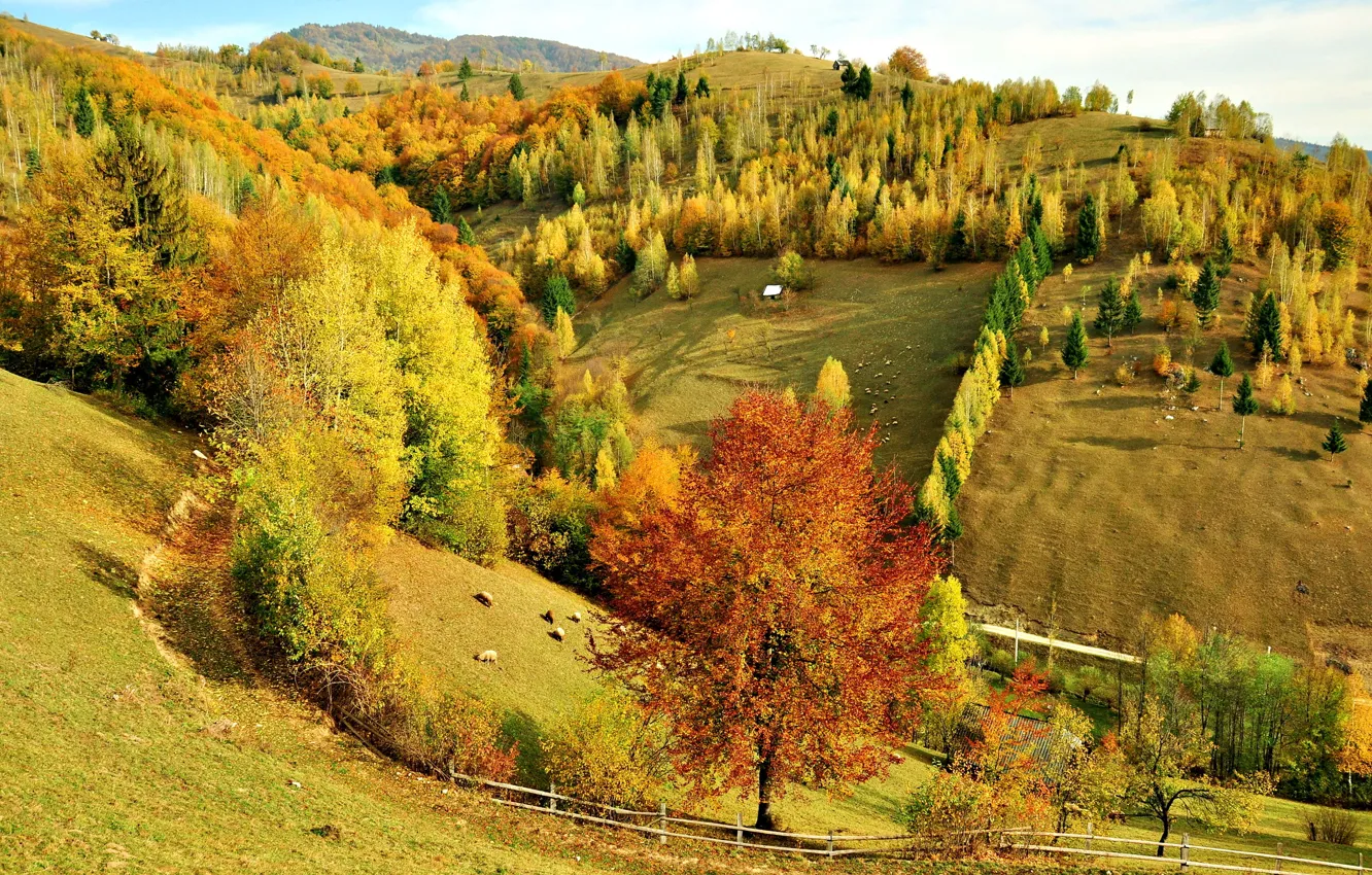 Photo wallpaper autumn, forest, trees, landscape