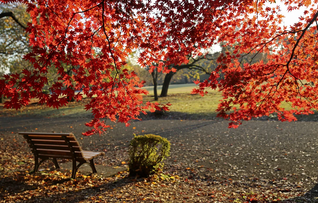 Photo wallpaper autumn, bench, Park, foliage, colors, park, autumn, leaves