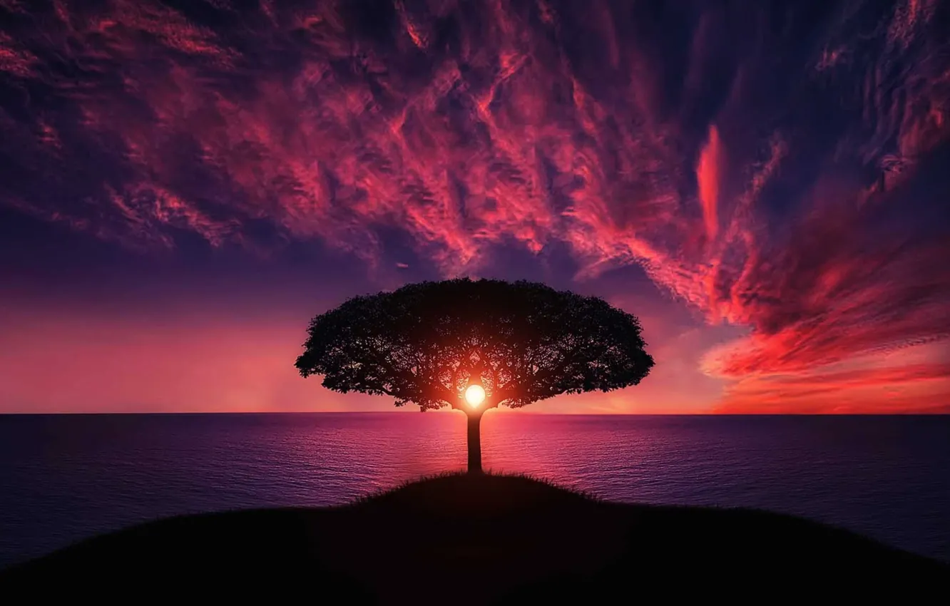 Photo wallpaper sea, landscape, sunset, tree, beauty