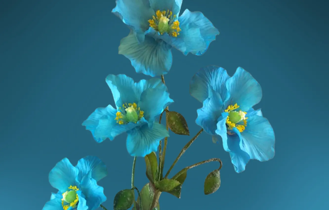Photo wallpaper blue, flowers, petals, poppies, pistils, stambs