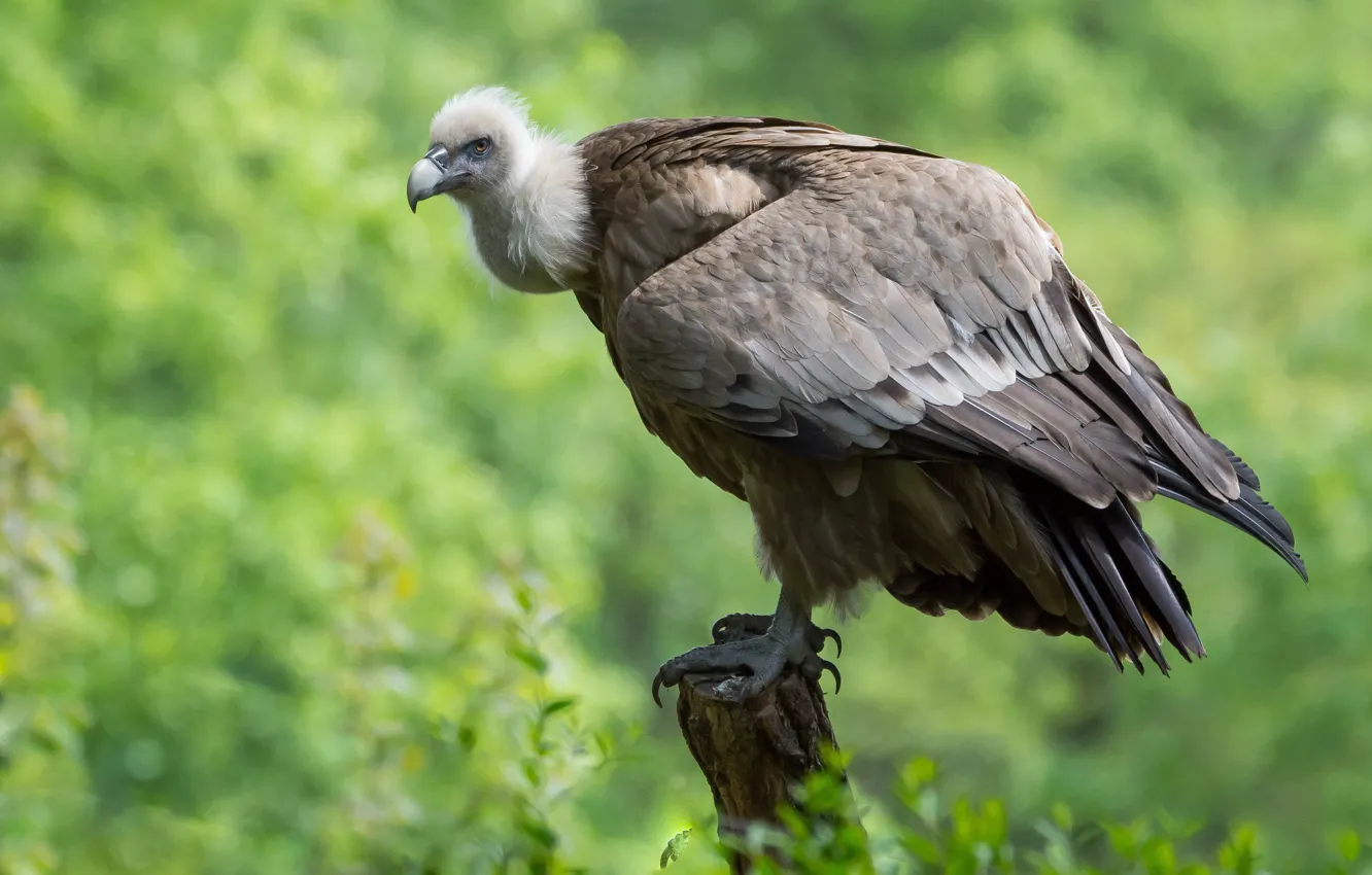 Photo wallpaper look, nature, pose, grey, background, bird, stump, predator