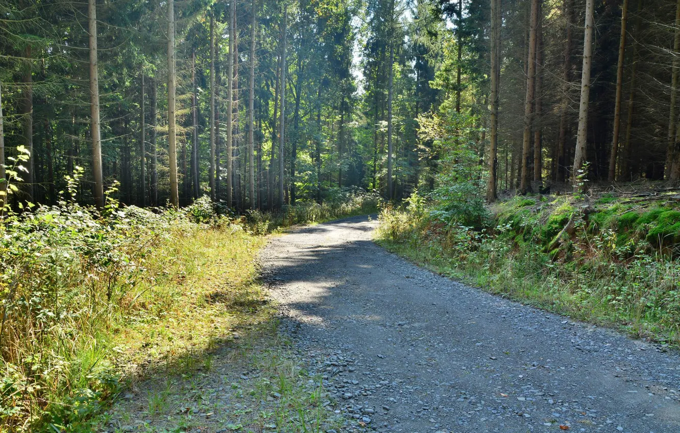 Photo wallpaper road, forest, the sun, light