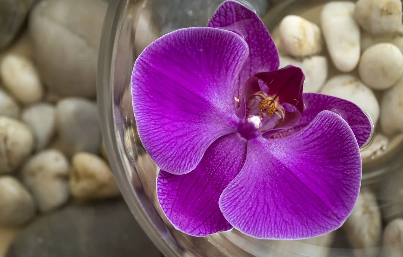 Photo wallpaper flowers, glass, Orchid