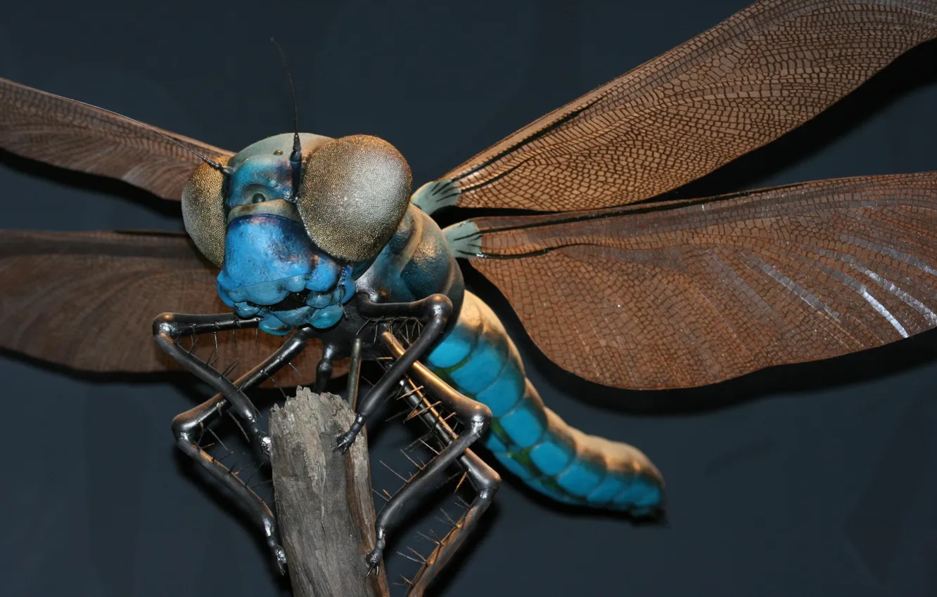Photo wallpaper dragonfly