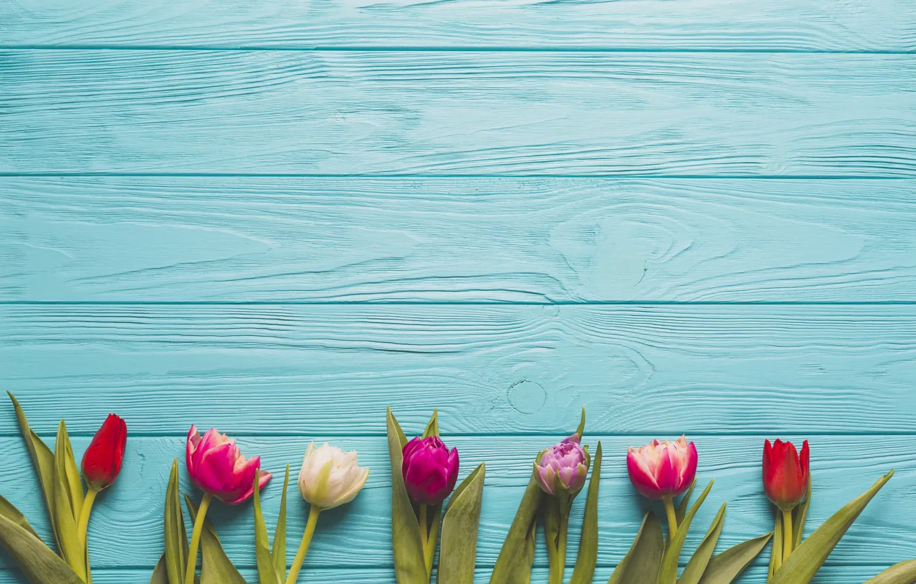 Photo wallpaper flowers, background, tulips, buds