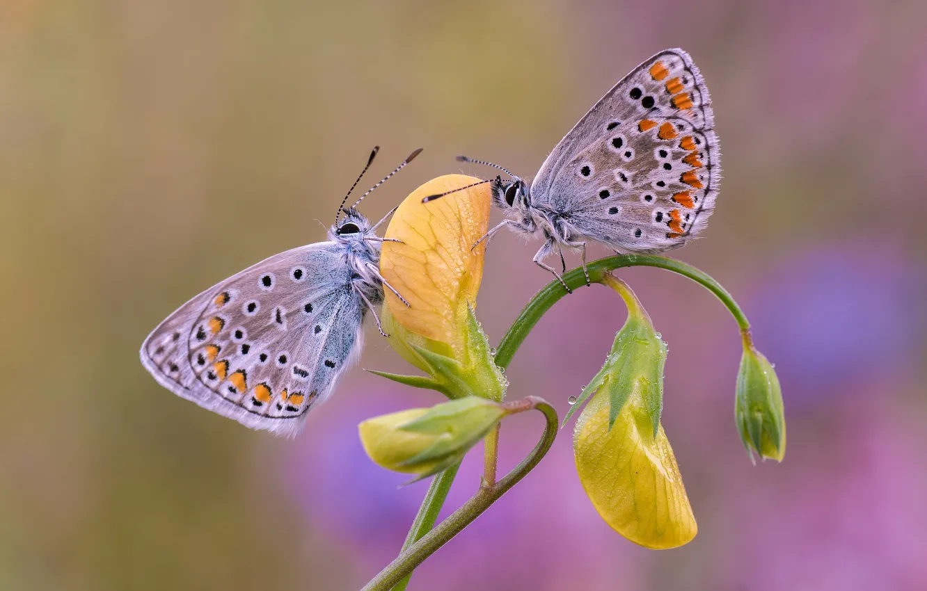 Photo wallpaper flower, butterfly, a couple, Blues