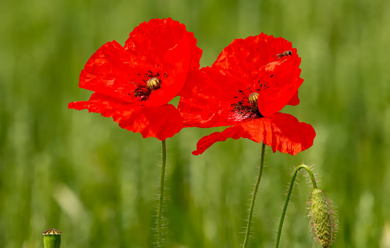 Photo wallpaper flowers, red, Maki, insect, Duo, green background