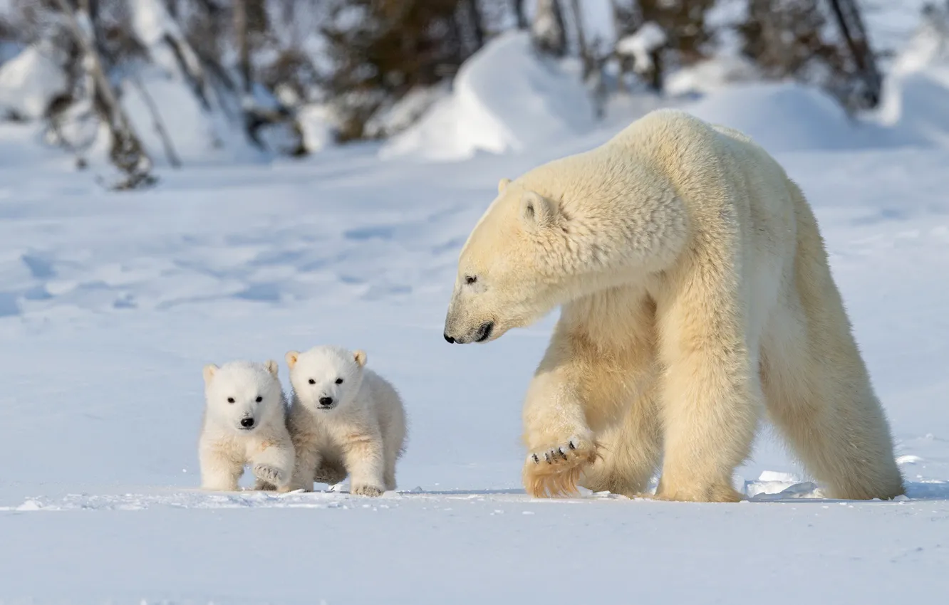 Photo wallpaper winter, snow, trees, pose, baby, the snow, bear, walk