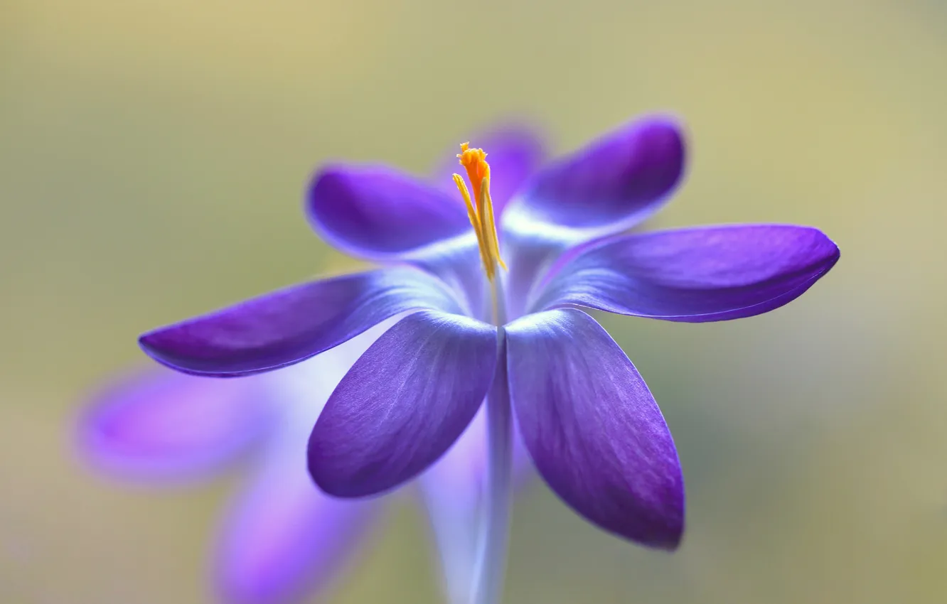 Photo wallpaper flowers, nature, petals, stamens