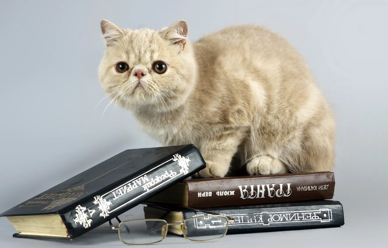 Photo wallpaper cat, glasses, book