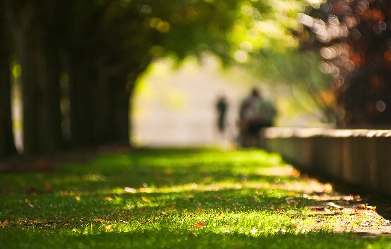 Photo wallpaper greens, the sun, rays, trees, nature, Park, photo, background