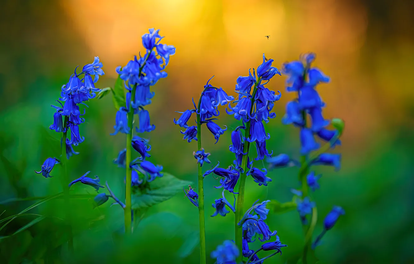 Photo wallpaper summer, flowers, meadow, bells, blue bells