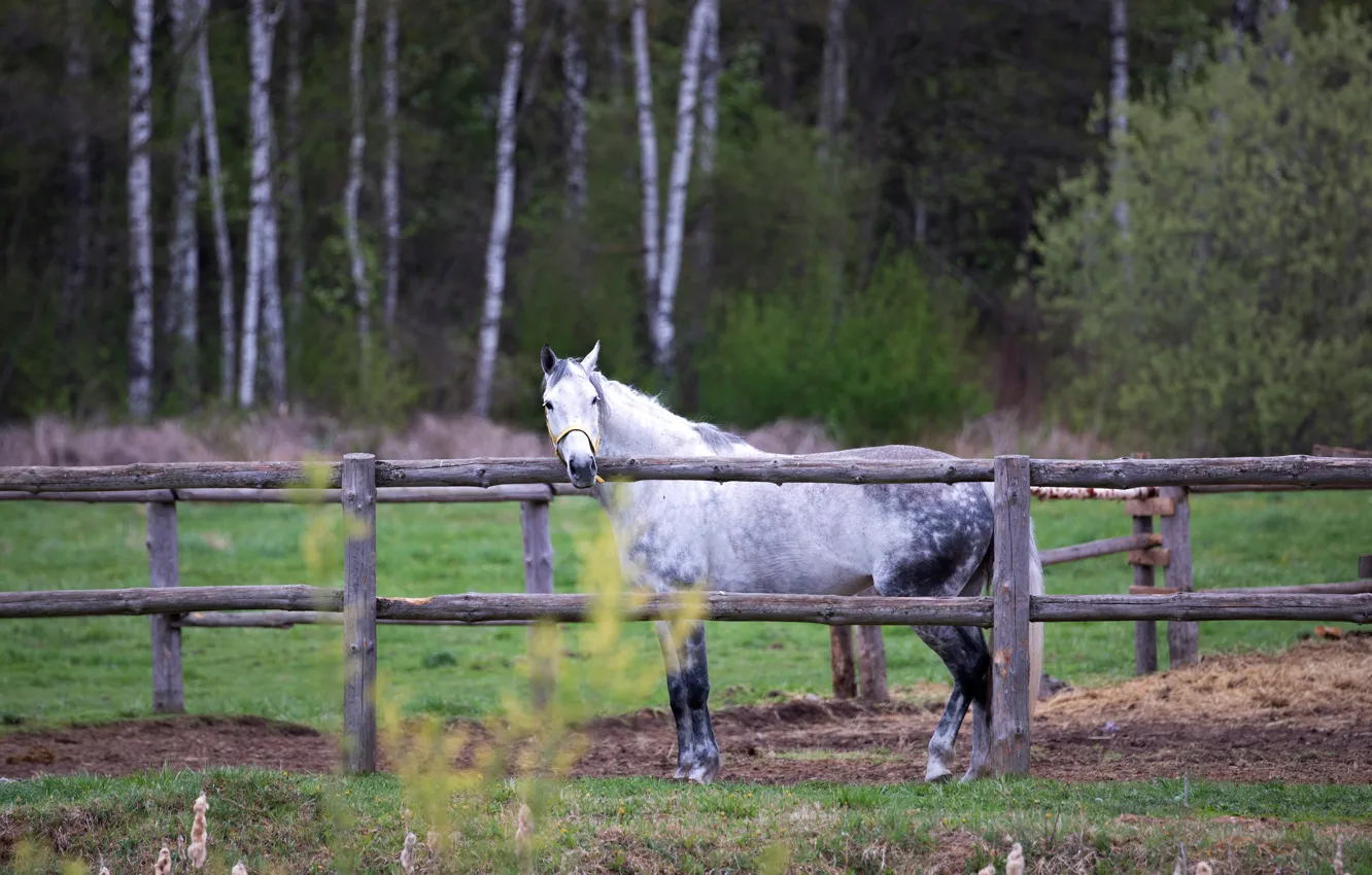 Photo wallpaper forest, white, nature, horse, horse, the fence, the fence
