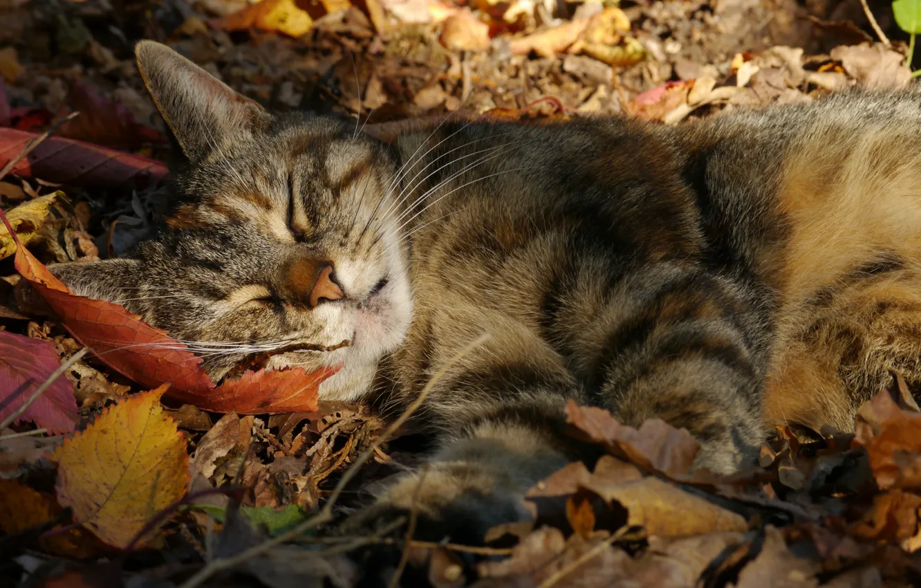 Photo wallpaper autumn, cat, cat, leaves, sleep, sleeping, cat