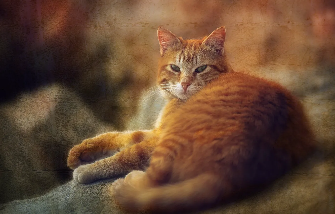 Photo wallpaper cat, cat, look, treatment, texture, lies, red