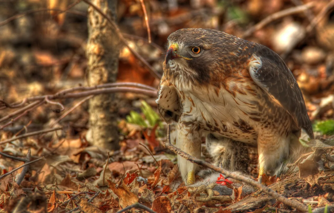 Photo wallpaper leaves, branches, hawk, Red-tailed Buzzard
