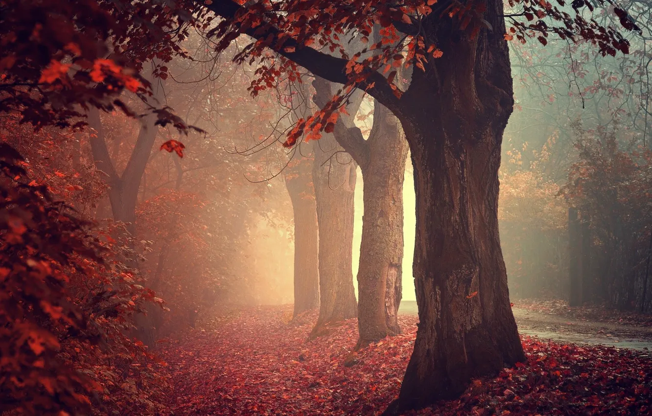 Photo wallpaper road, forest, light, trees, fog, Park, foliage, morning
