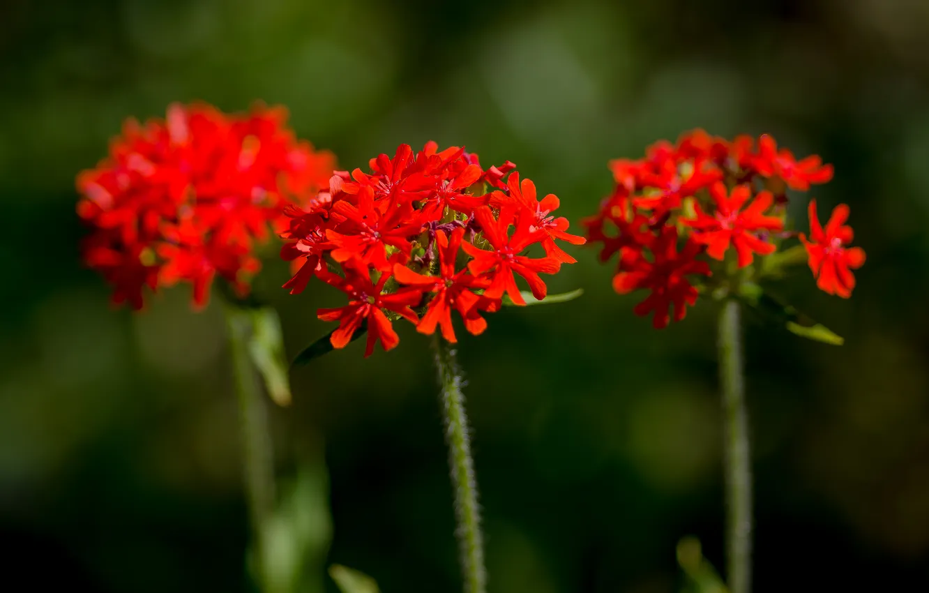 Photo wallpaper summer, macro, flowers, nature