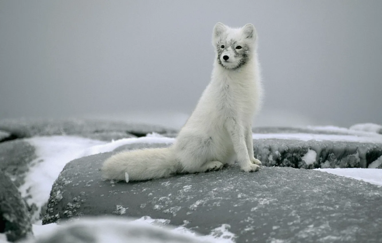 Photo wallpaper snow, stones, sitting, Fox, polar Fox