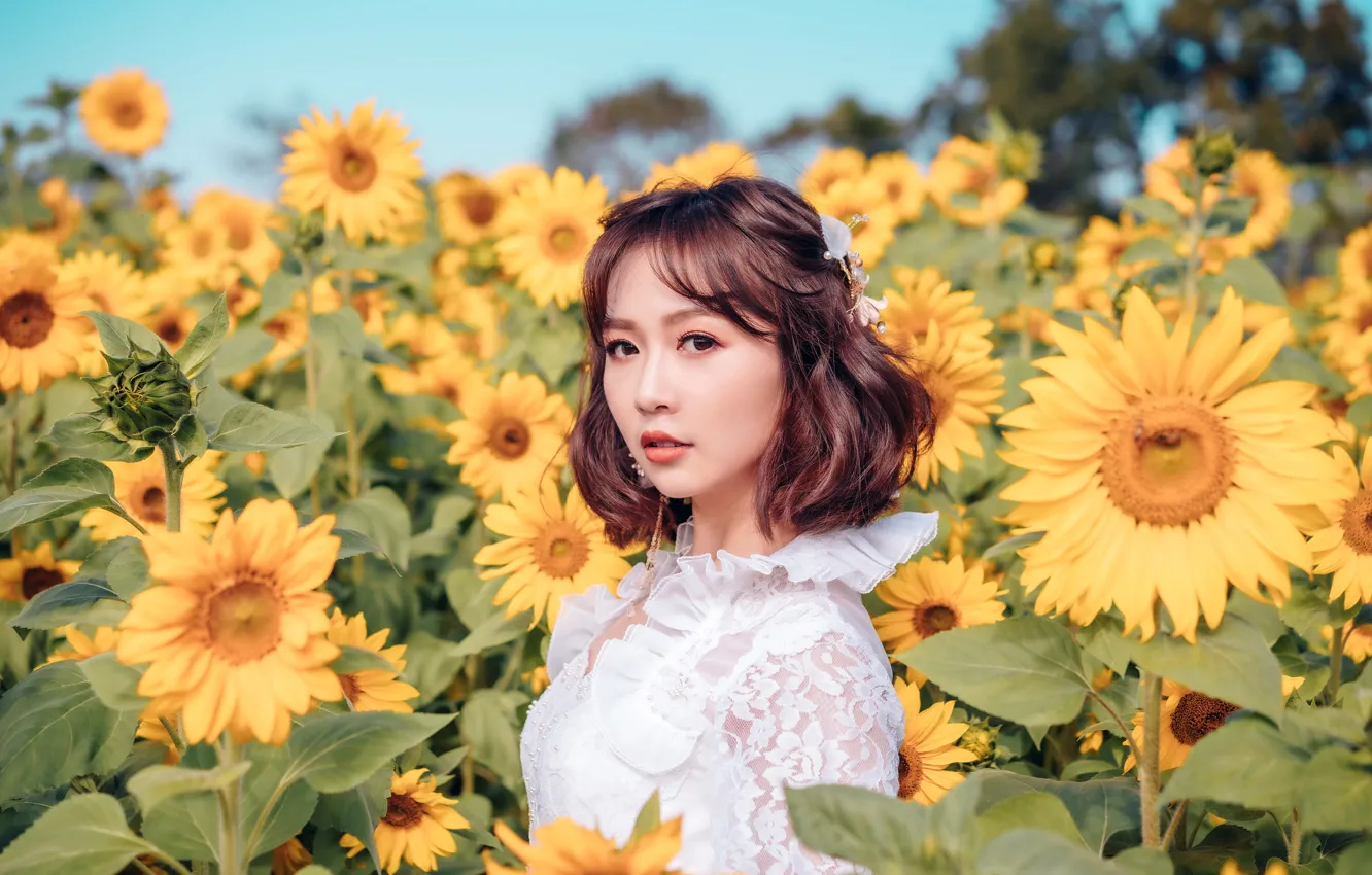 Photo wallpaper look, girl, sunflowers, sweetheart, brown hair, Asian