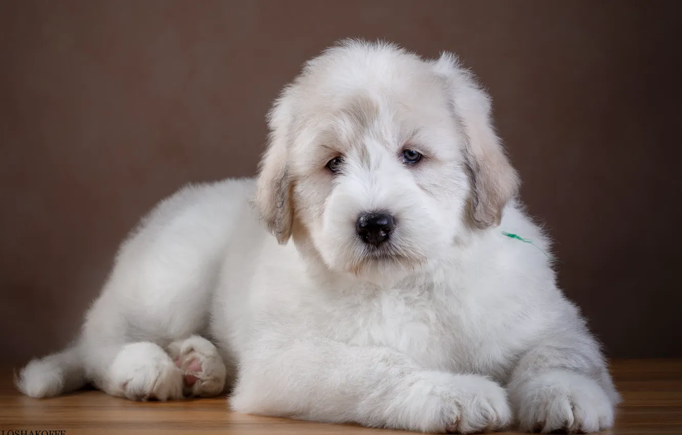 Photo wallpaper white, wool, puppy