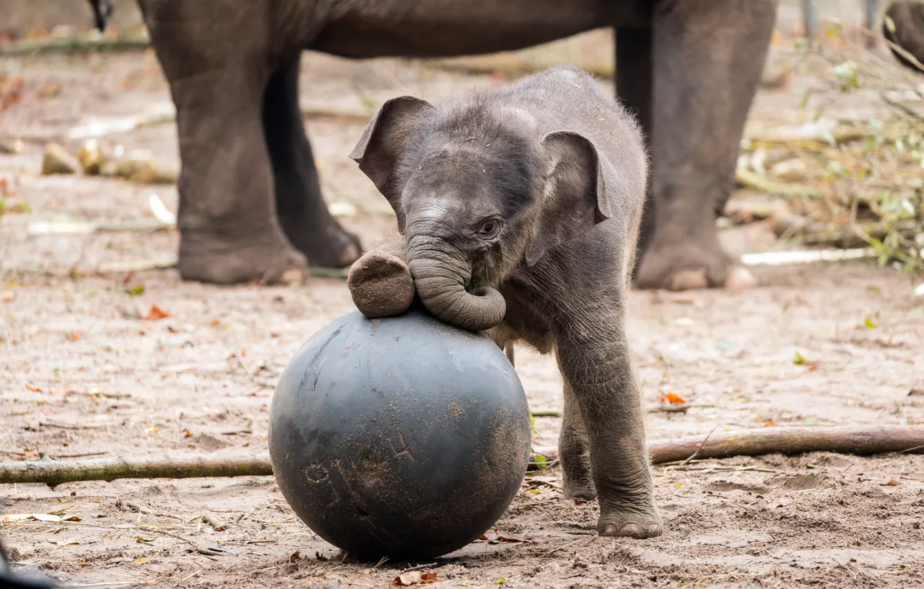 Photo wallpaper the game, elephant, baby